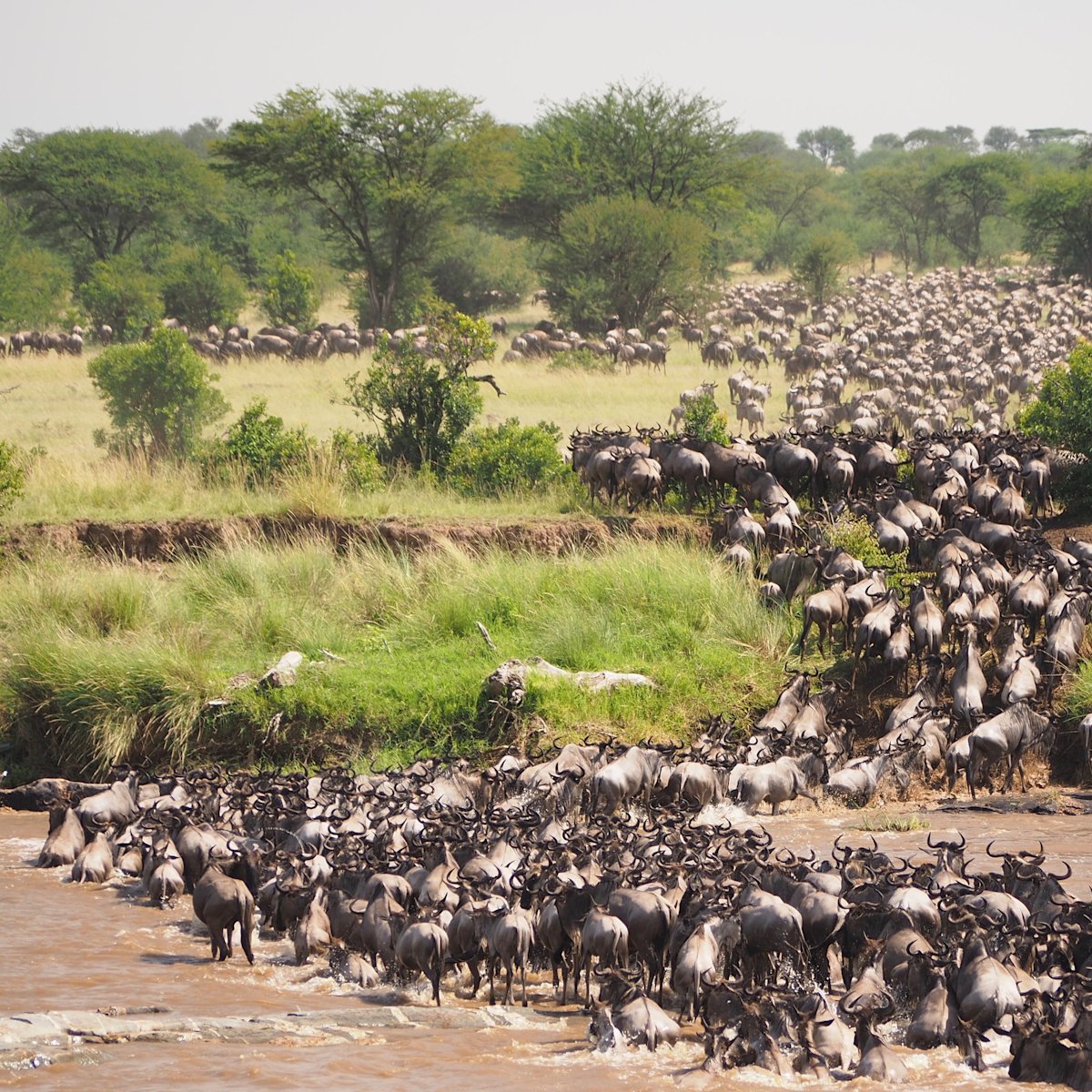 Wildebeest herd of the Great Wildlife Migration crossing the Mara River