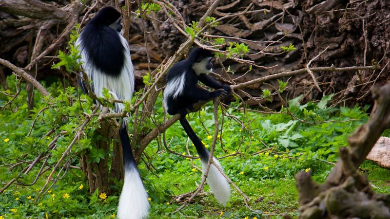 Ours. Black-and-white colobus monkeys Kibale Forest Uganda