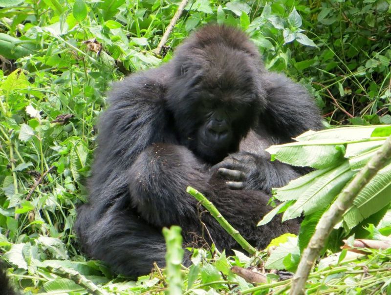 Mother and infant mountain gorillas