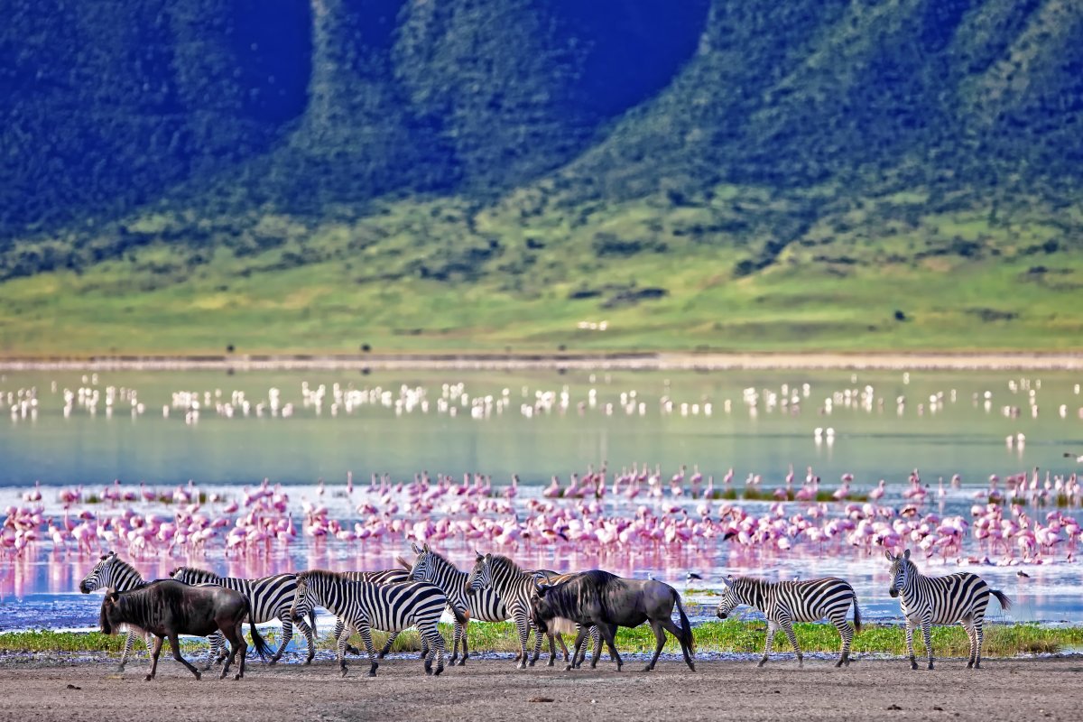 Zebras and flamingoes in Ngorongoro Crater
