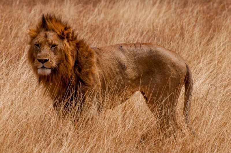 Male lion in tall brown grass