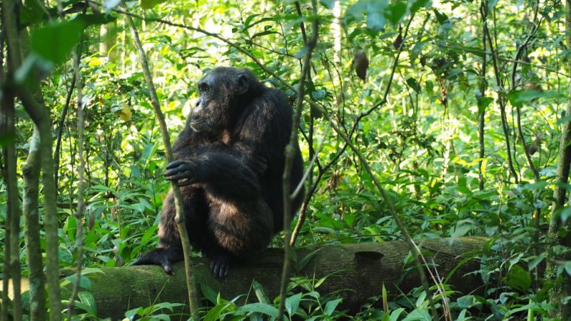 Chimp in Kibale Forest Uganda