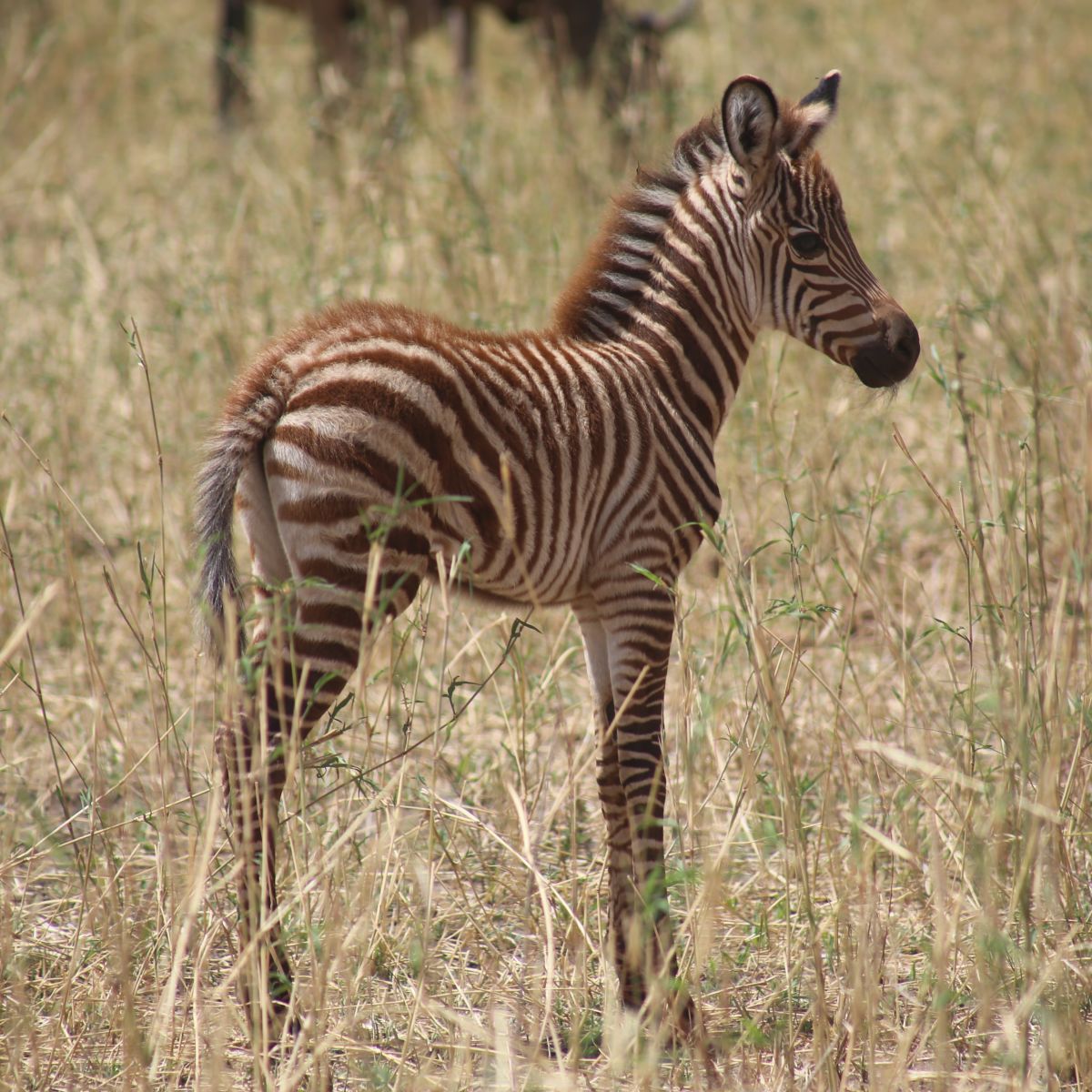 Zebra foal standing in tall grass