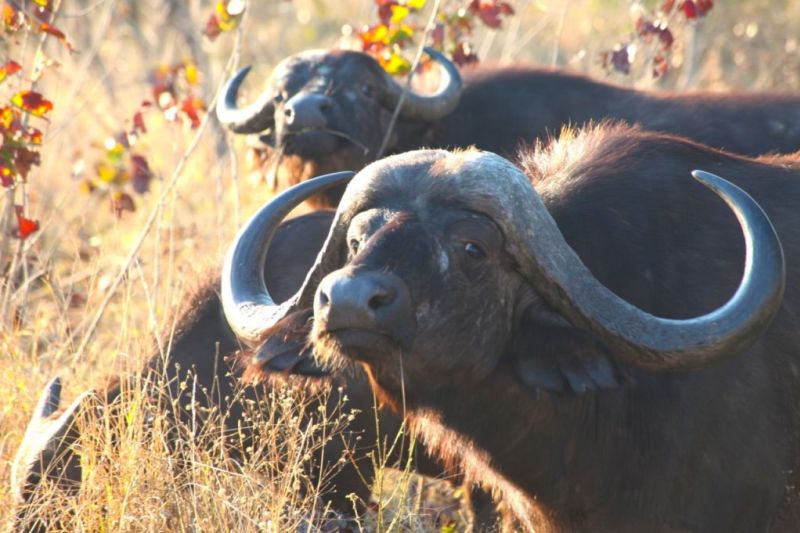 two Cape buffaloes