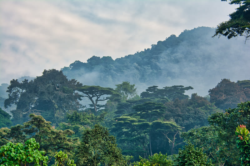 Mist among the mountains of Bwindi Impenetrable National Park