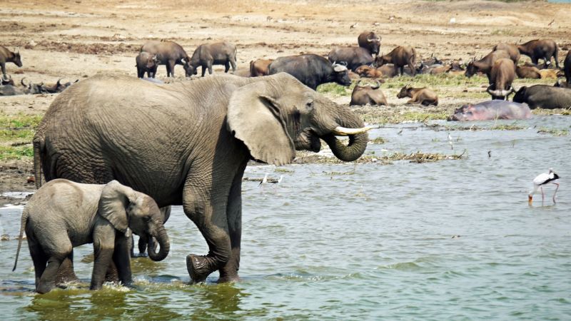 Elephants and hippos and buffaloes on Kazinga Channel