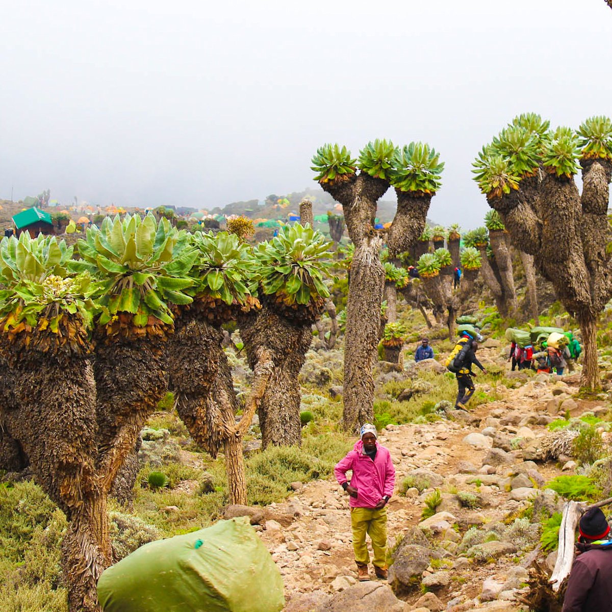 Climbers dwarfed by giant groundsels on Kilimanjaro