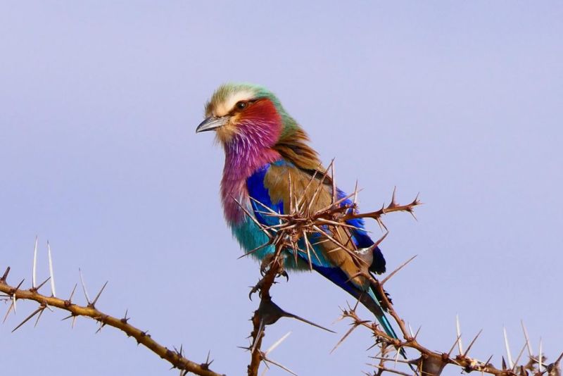 lilac-breasted roller, all you need to know to plan an epic Tanzania safari