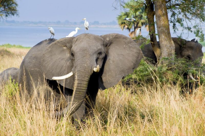 Elephant in grass with birds on its back, Big Five