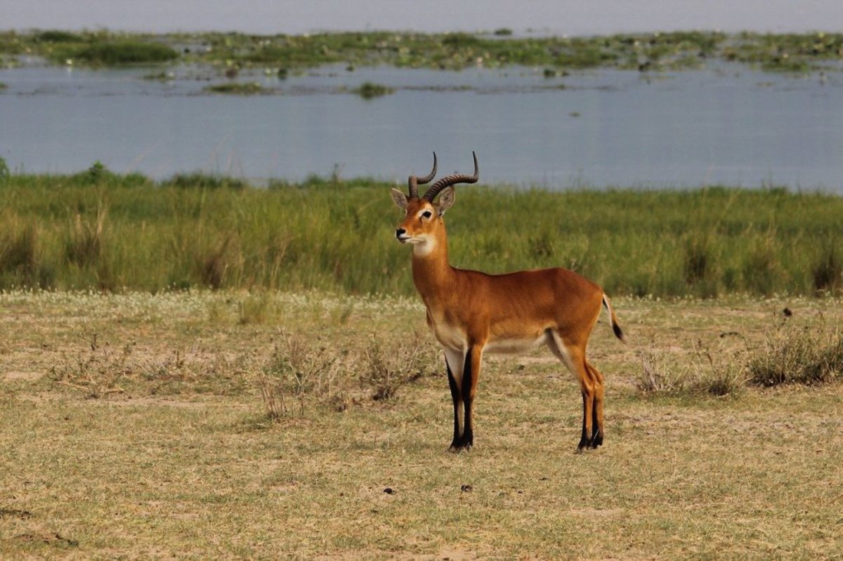 A male Ugandan kob