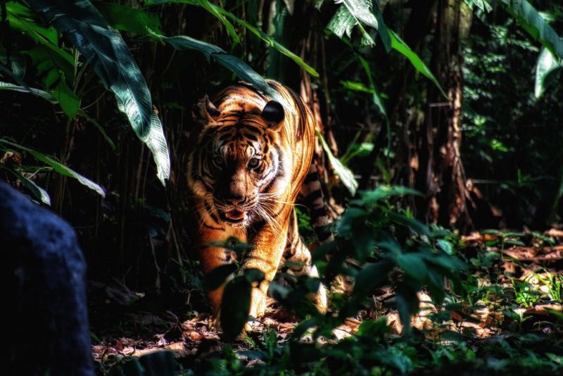 tiger walking through shadowy jungle, New Big Five