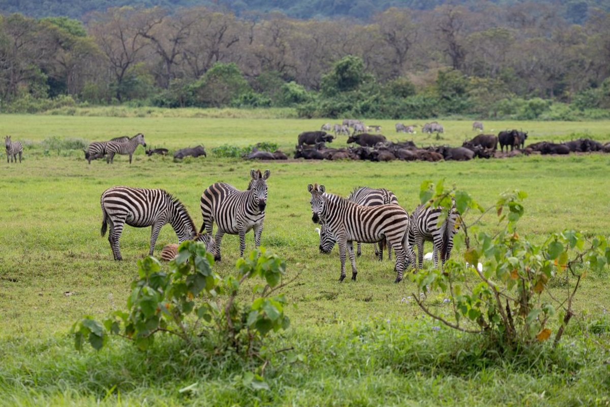Herd of zebras in Arusha National Park during green season