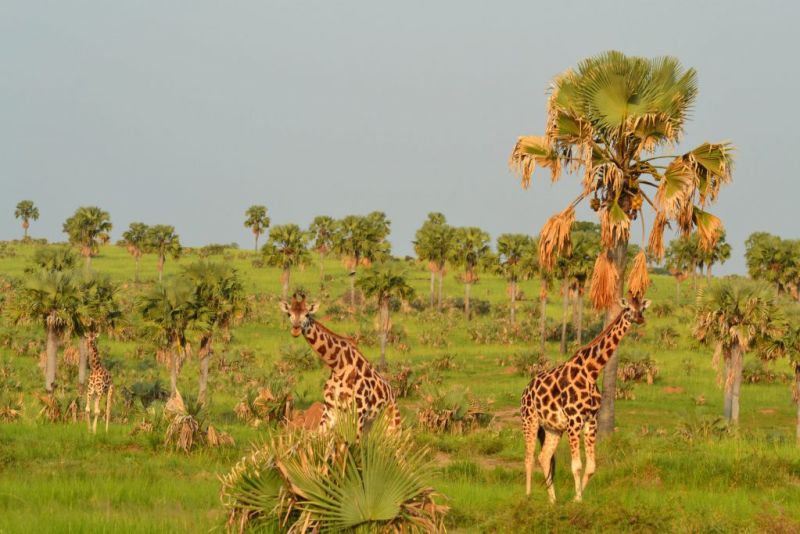 Giraffes-palms-Murchison-Falls-NP-1024x683.jpg