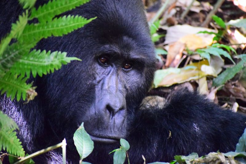 Mountain gorilla in Bwindi Forest