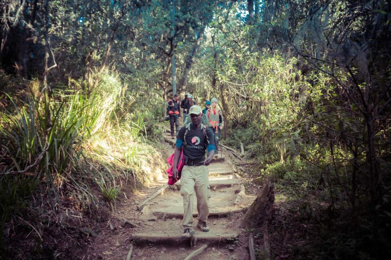 Hikers walking down Kilimanjaro through the rainforest band