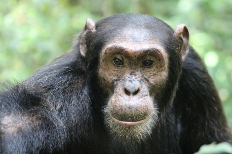 Seraina. Adult chimp close up of face, Kibale Forest, Uganda