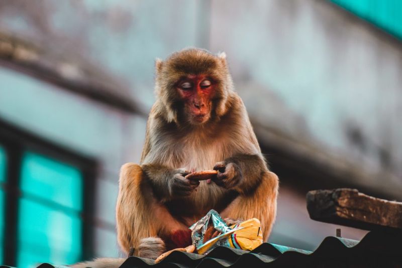 monkey in Nepal tips for trekking the Annapurna Circuit
