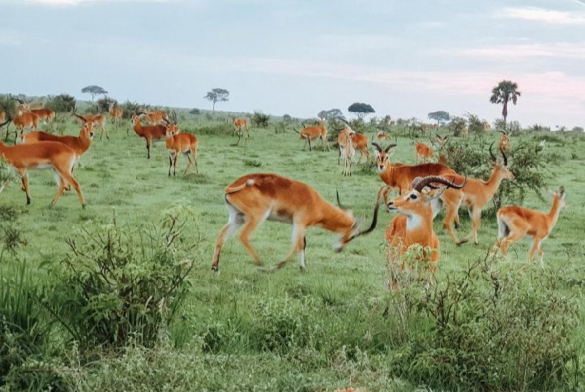 Impala in Ugandan game park
