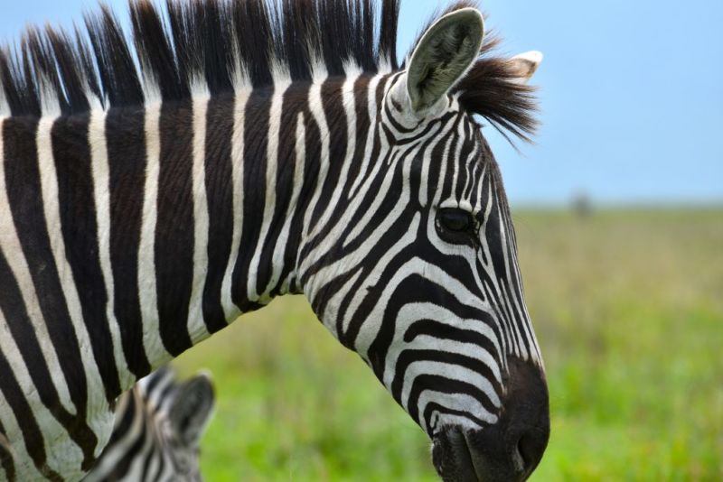 Close up of zebra Great Wildlife Migration 