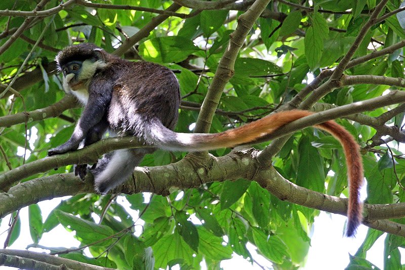 Red-tailed monkey in Uganda
