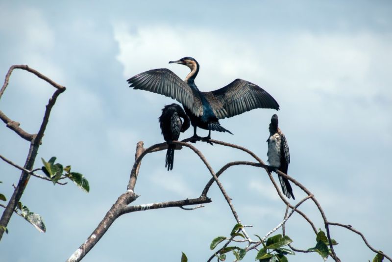 Cormorants in tree in Uganda wildlife in pictures