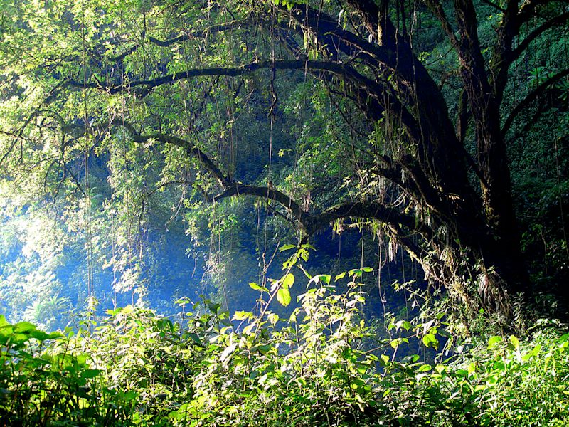 Mount Elgon forest Uganda