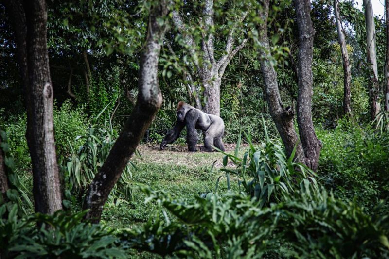Mountain gorilla in rainforest in Uganda