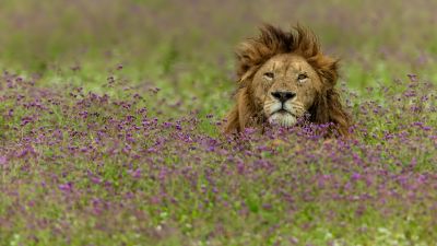 Lion sitting among purple flowers in Ngorongoro Crater