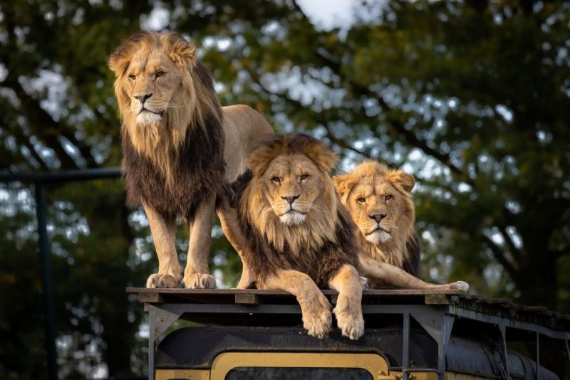 lions on safari vehicle