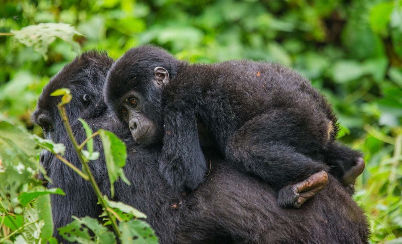 Gorilla infant on mother's back, Bwindi National Park, Uganda