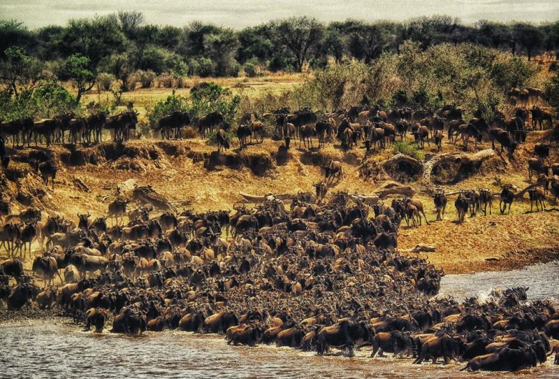 Great Migration, Serengeti, top 10 attractions in Tanzania