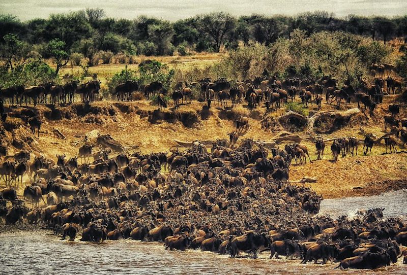 Great Migration, Serengeti, top 10 attractions in Tanzania