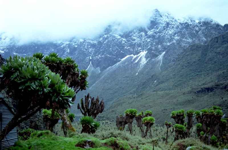 Giant groundsels Rwenzori Mountains Uganda