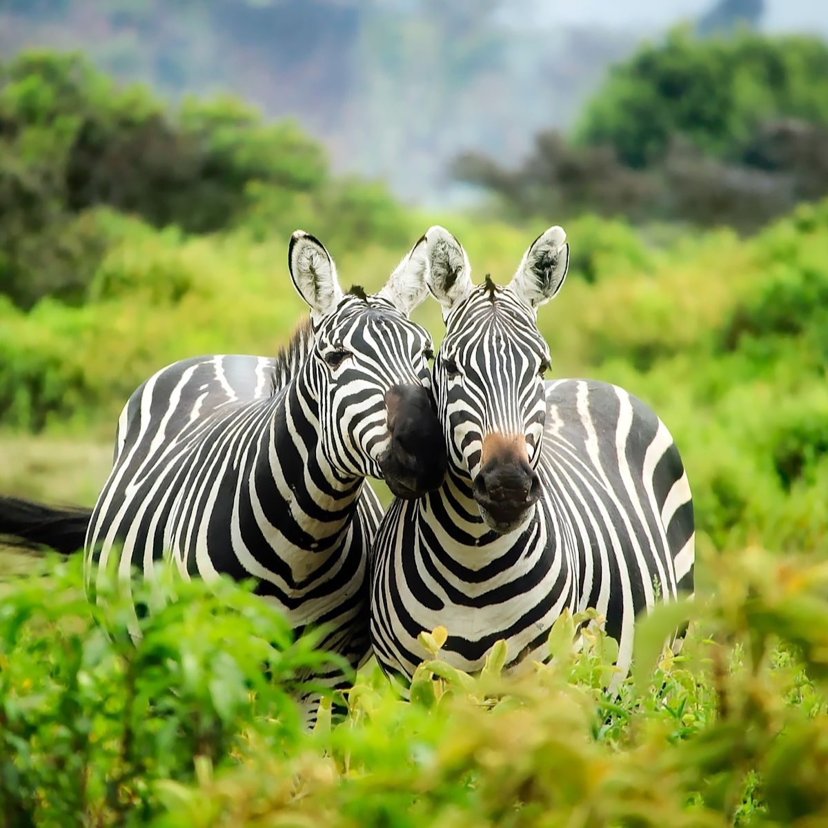 Two zebras in a lush bushy landscape
