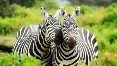 Two zebras in a lush bushy landscape