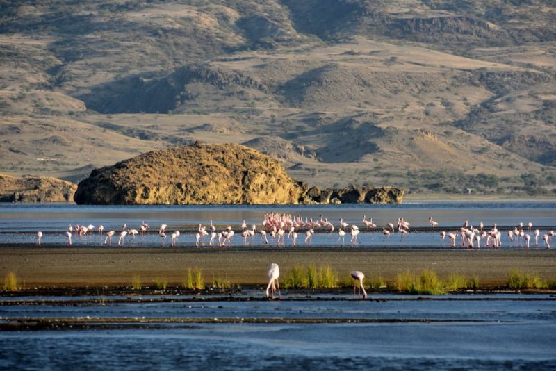 Flamingoes on Lake Natron