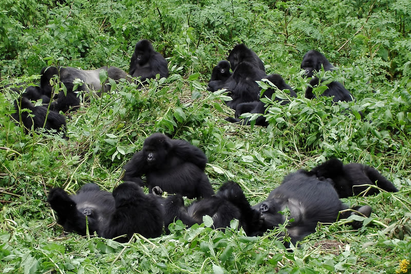 A mountain gorilla troop lying down