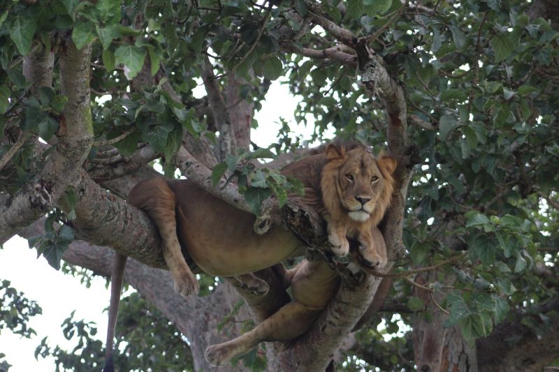 Seraina Two very full lions in tree in Uganda
