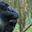 Ours. S. Silverback mountain gorilla in Volcanoes NP, Rwanda
