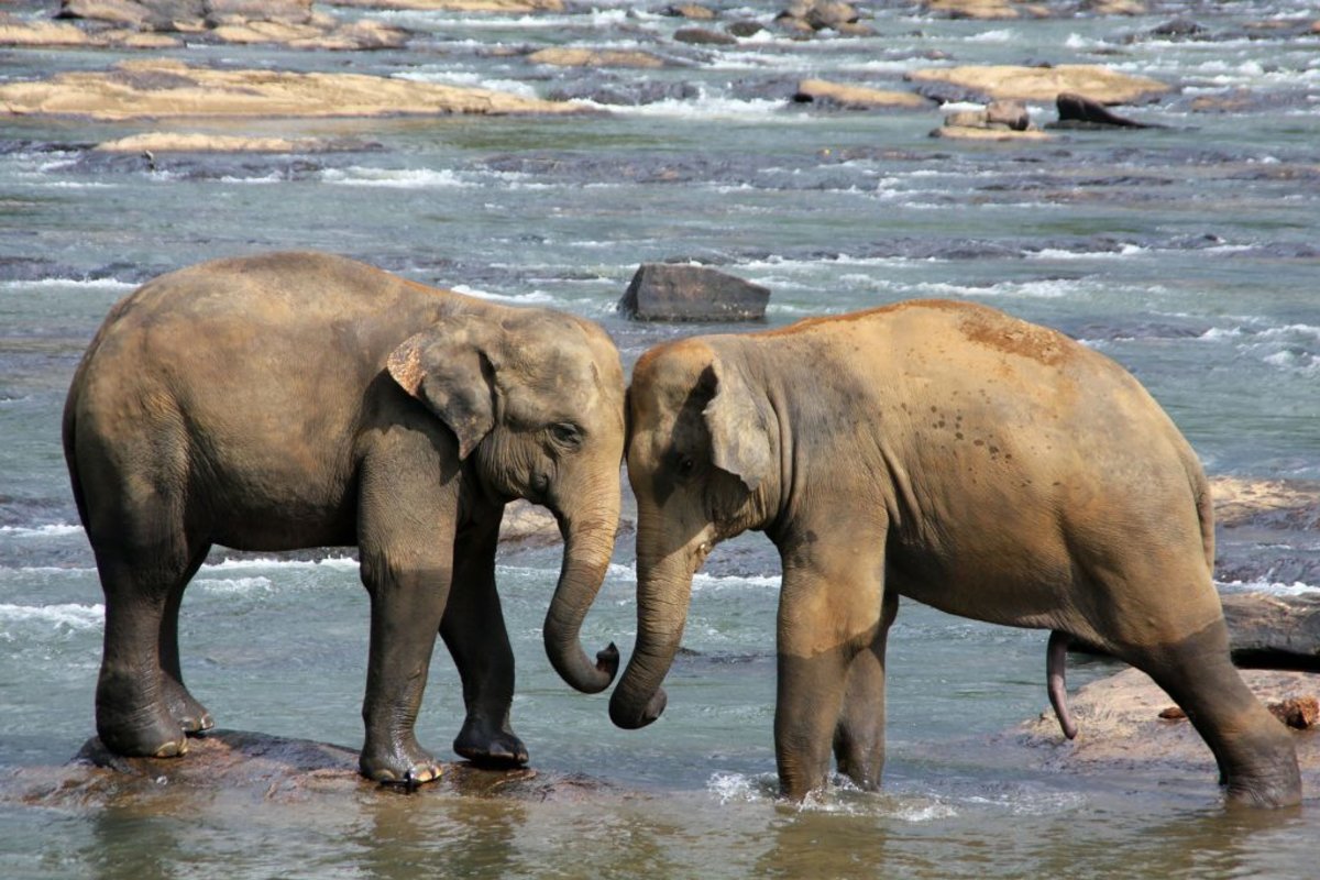 Asian elephants in Sri Lankan reserve
