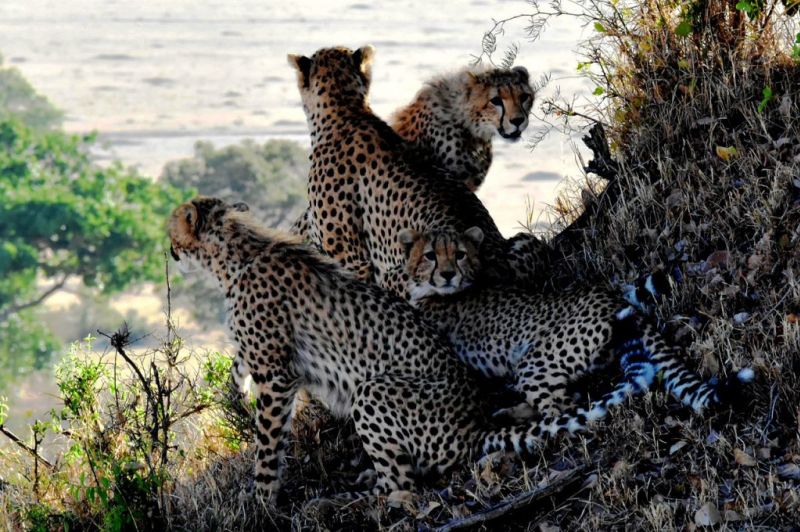 Cheetahs in the shade of a tree