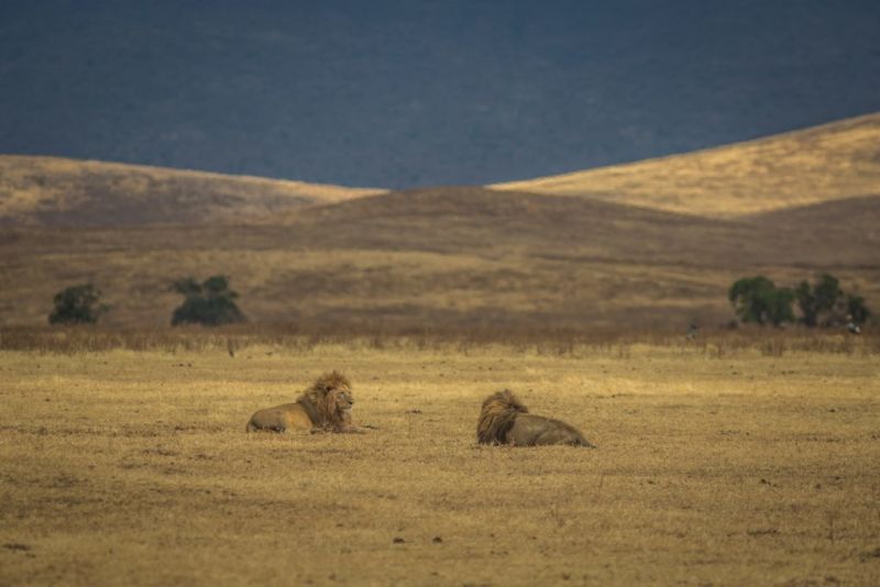 two lions lying on the ground in Ngorongoro crater grasslands