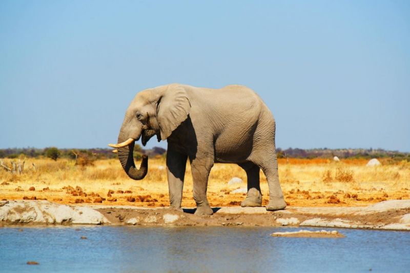Elephant by water in Botswana