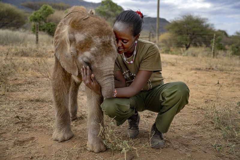 Reteti woman keeper and elephant calf Kenya