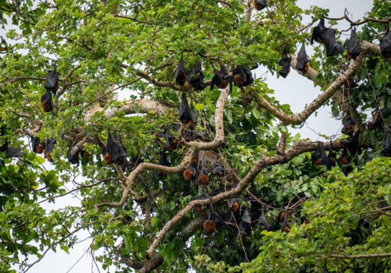 Colony of Flying Foxes, Fruit Bats, or Mega-Bats feed on nectar, pollen and fruit. Endemic Kind of Bats in Pemba island, Zanzibar 