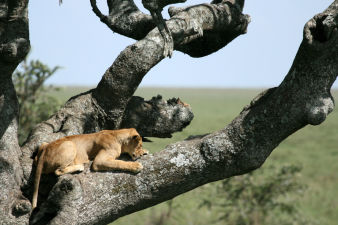 Lioness sitting in tree - Serengeti safari, Tanzania, East Africa