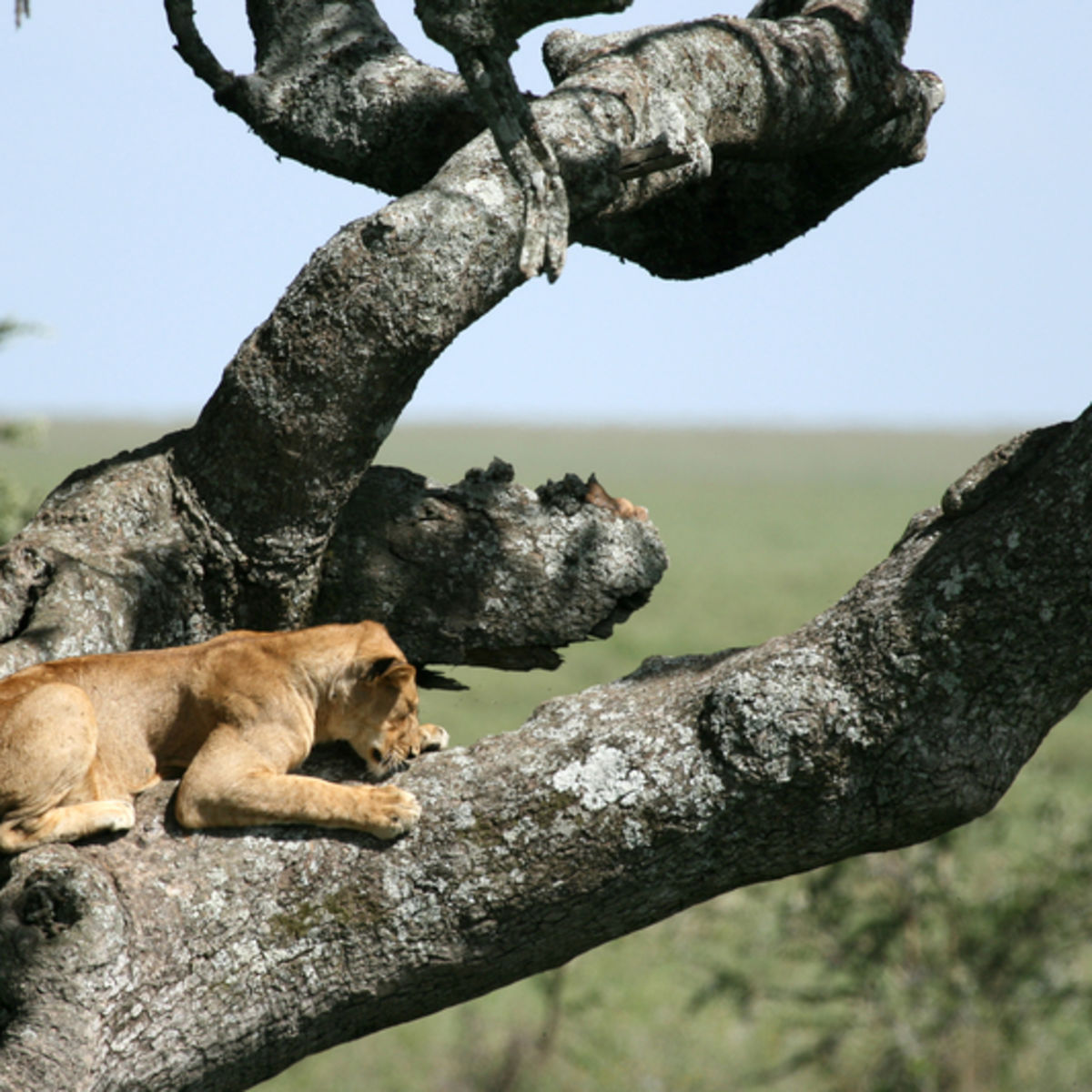 Lioness sitting in tree - Serengeti safari, Tanzania, East Africa