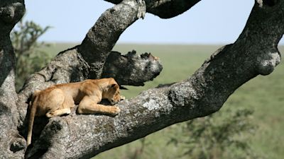 Lioness sitting in tree - Serengeti safari, Tanzania, East Africa