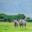 Black RHINOS MOVING AROUND IN NGORONGORO CRATER