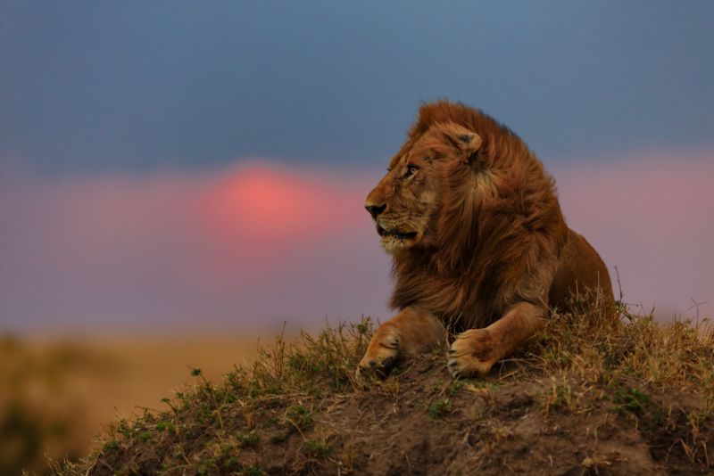 Ours. Lion seated in Masai Mara, Kenya safari